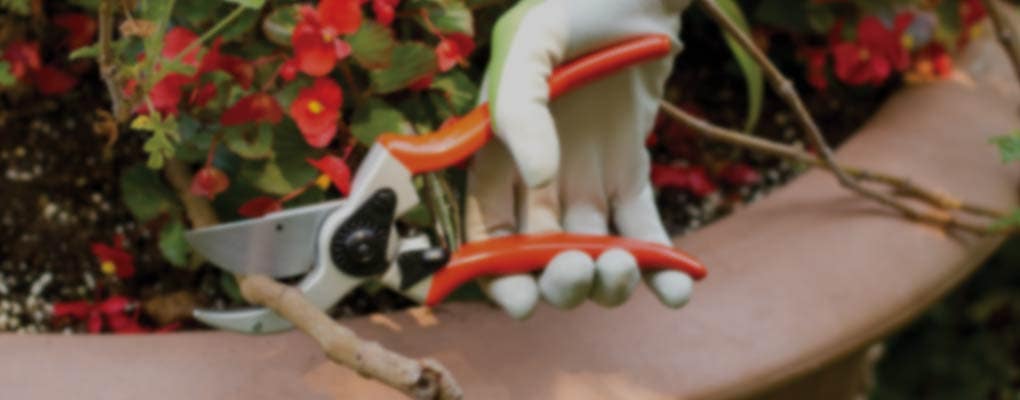 Pruning Tools & Equipment