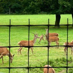 deer fencing guide image