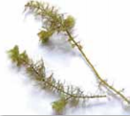 Water Milfoil image