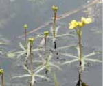 bladderwort image