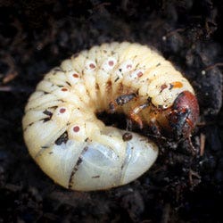 grubs and beetle control guide image