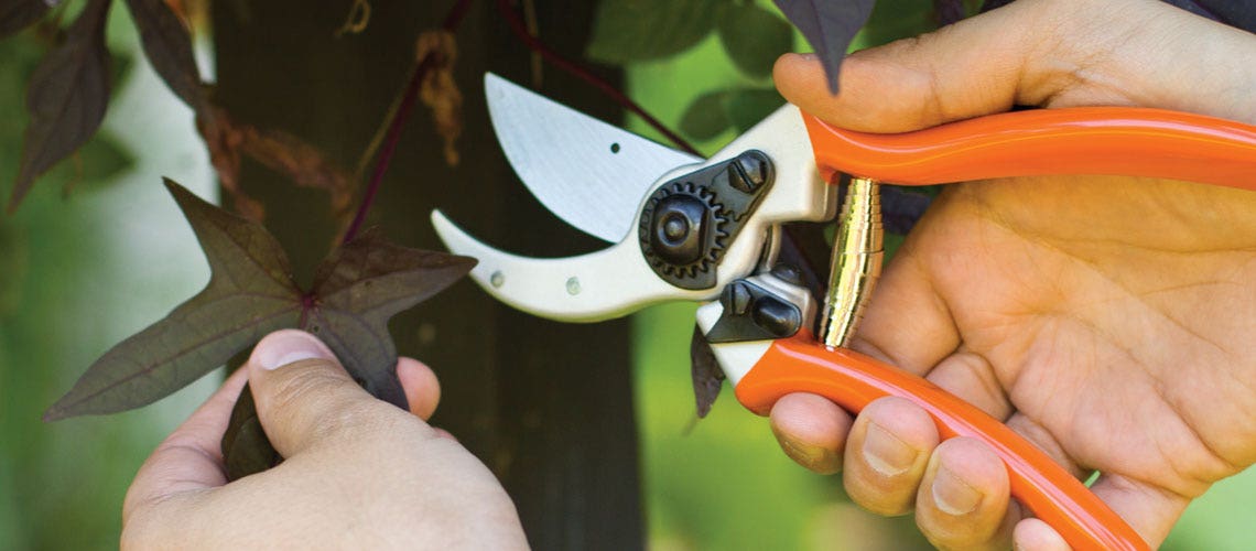 Pruning Tools & Equipment
