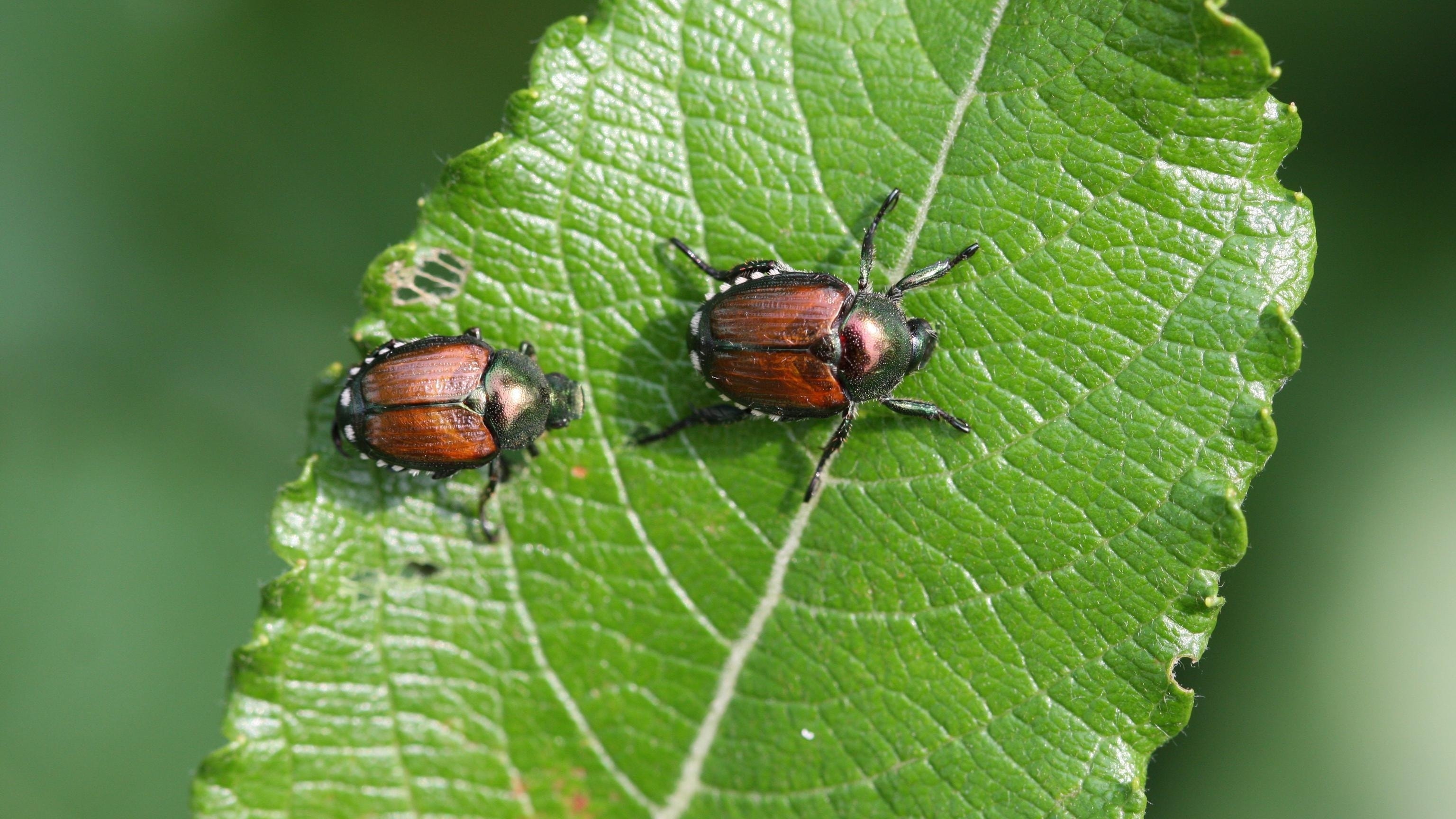 How To Control and Prevent Japanese Beetles and Grub