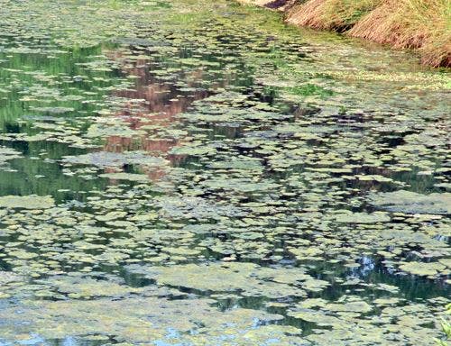 How to Identify and Treat Pond Scum | A.M. Leonard, Inc.
