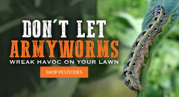 Armyworms header image