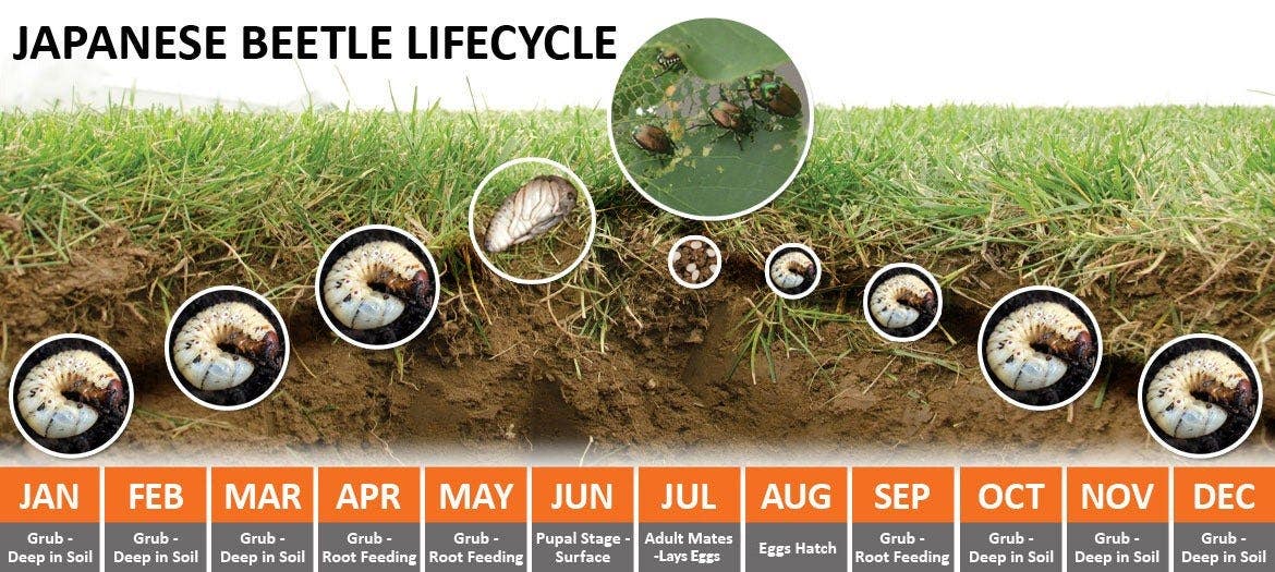 Japanese Beetle lifecycle breakdown